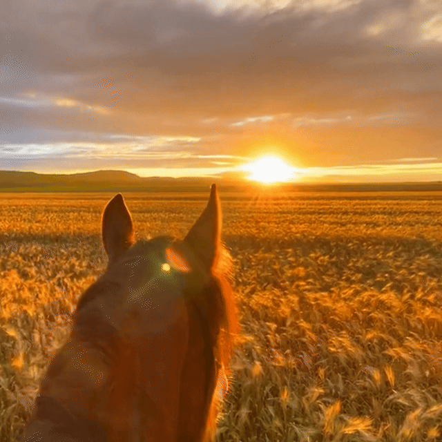 Cámara de acción ecuestre
