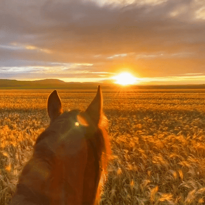Cámara de acción ecuestre